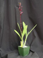 Epidendrum Rhody 'Kim', FCC/AOS
