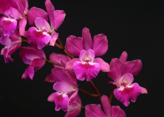 Epidendrum Rhody 'Kim', FCC/AOS