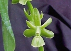 Epidendrum rigidum