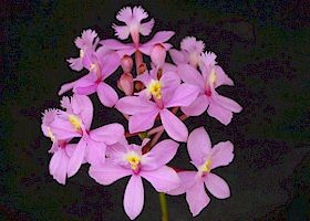 Epidendrum SanBar Pink Passion seedling