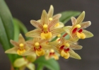 Eria amica