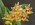 Eria amica