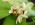 Eria coronaria