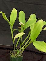 Eria coronaria