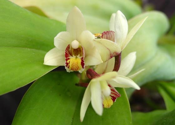Eria coronaria