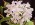 Guarianthe skinneri fma. albescens 'Haxtons'