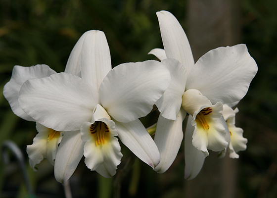 Laelia anceps 'SanBar Marble King', AM/AOS