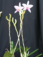 Laelia anceps 'SanBar Parade Day'