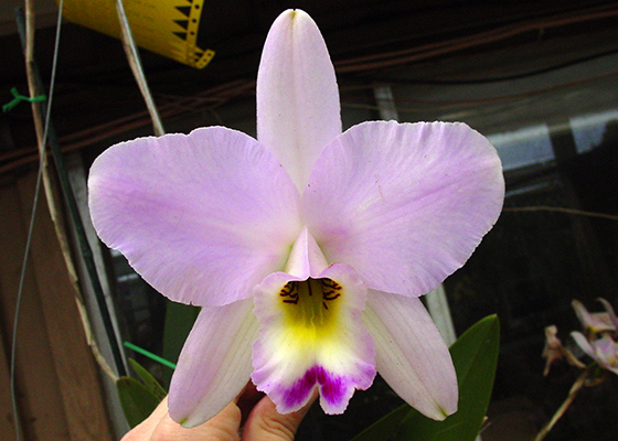 Laelia anceps 'SanBar Pink Perk', HCC/AOS