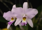 Laelia anceps 'SanBar Pink Porcelain'