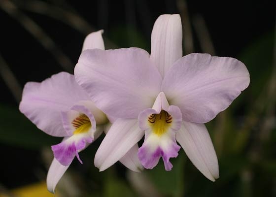 Laelia anceps 'SanBar Pink Porcelain'