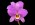 Laelia anceps 'Spring Rose'