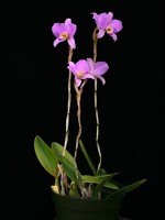 Laelia anceps 'Spring Rose'