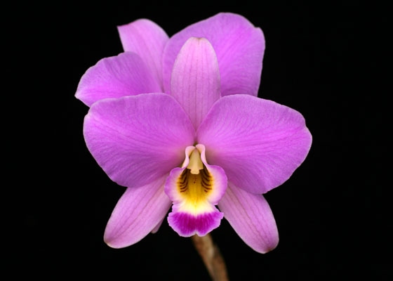 Laelia anceps 'Spring Rose'