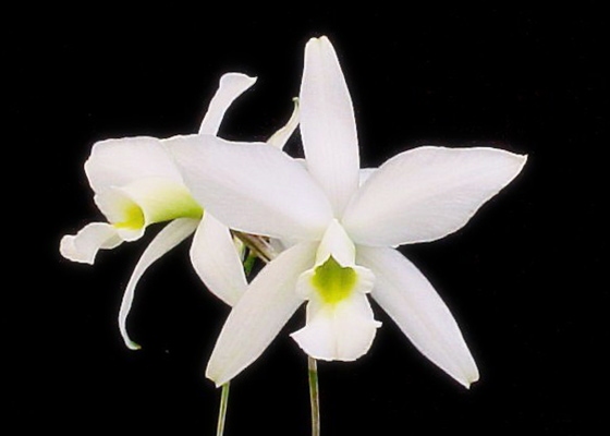 Laelia anceps fma. alba 'Bulls', FCC/RHS