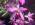 Laelia anceps fma. lineata 'Horsetail Sky'