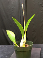 Laelia anceps fma. lineata 'Horsetail Sky'