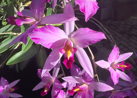 Laelia anceps fma. lineata 'Horsetail Sky'