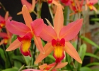 Laelia Ancibarina 'Rosedust', HCC/AOS