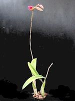 Laelia Ancibarina 'Rosedust', HCC/AOS