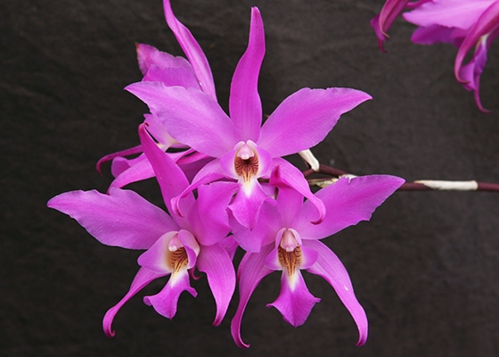 Laelia Autoceps 'Grande'