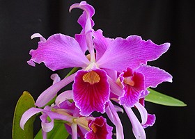 Laelia purpurata '(var. sanguinea X var. flamea)' at Santa