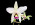 Laelia Splendid King 'Ice Castle'