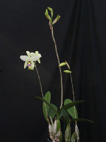 Laelia Splendid King 'Ice Castle'