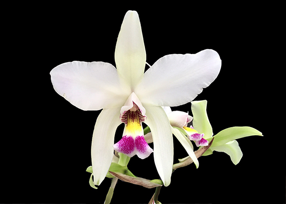 Laelia Splendid King 'Ice Castle'