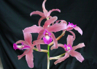 Laelia Splendid Spire 'Fire Lighter'
