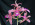 Laelia Splendid Spire 'Fire Lighter'