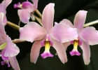 Laelia Splendid Spire 'Rose Queen'