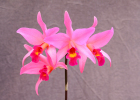 Laeliocatanthe Salmon Stars 'Scarlet Fire'