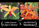 Laeliocattleya (Little Sunset x Ancibarina)