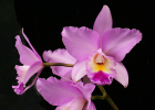 Laeliocattleya Angel Love 'Pinkie'