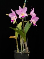 Laeliocattleya Angel Love 'Pinkie'