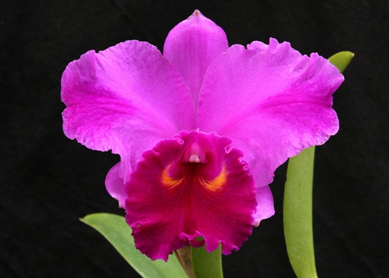 Laeliocattleya Bryan Wheeler 'Grandson', AM/AOS