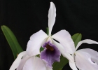 Laeliocattleya C. G. Roebling 'Sentinel'