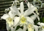 Laeliocattleya Clayton Waglay var. alba