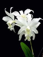 Laeliocattleya Clayton Waglay var. alba