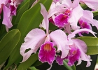 Laeliocattleya Columbus Queen