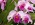 Laeliocattleya Columbus Queen