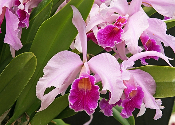 Laeliocattleya Columbus Queen
