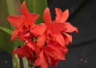 Laeliocattleya Fire Dance 'Patricia'