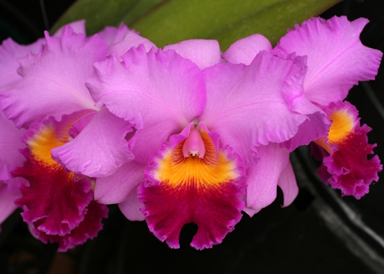 Laeliocattleya Frank Lloyd Wright 'York'