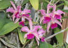 Laeliocattleya Jalama Beach 'Surfs Up'