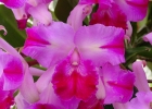 Laeliocattleya Kathleen Clarke 'Carmenita'