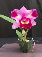 Laeliocattleya Lanai Nani