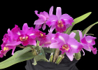 Laeliocattleya Linda Bregante