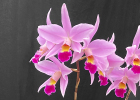 Laeliocattleya Mary Schloat 'Pink Girandole'